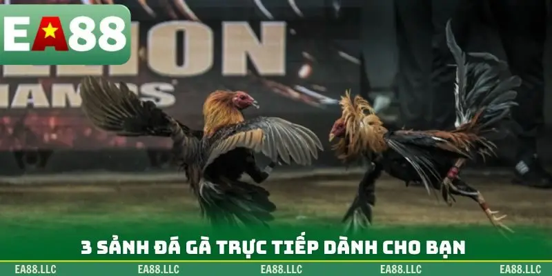 3 sảnh đá gà trực tiếp dành cho bạn