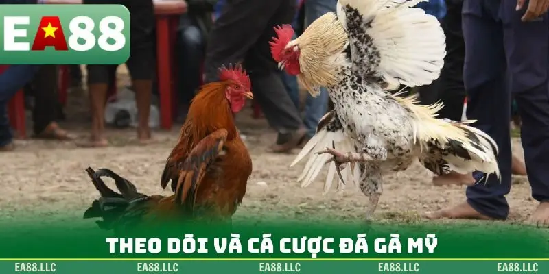 Theo dõi và cá cược đá gà Mỹ